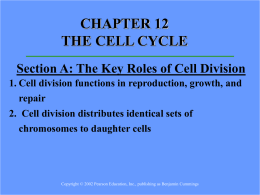 The cell cycle chap 12