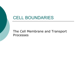 CELL BOUNDARIES