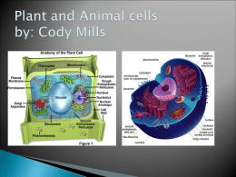 Plant and Animal cells by: Cody Mills
