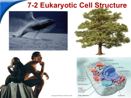 PPT 2 Eukaryotic Cell Structure