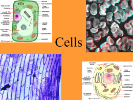 Cells - My CCSD