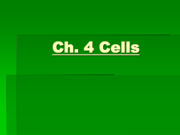 Ch. 4 Cells