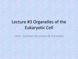 Lecture #3 Organelles of the Eukaryotic Cell