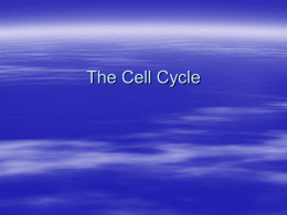 The Cell Cycle2