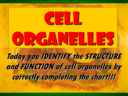 Cell Organelles - Glenelg High School