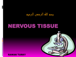 Nervous Tissue rawan turky
