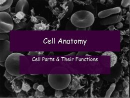 What is a Cell?