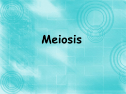 Meiosis Power Point