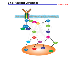 B Cell Receptor Complexes - Sigma