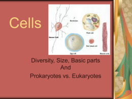 Cells Lect 1 diversity , size, pro vs. euk