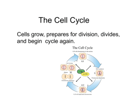 Stages of the cell cycle