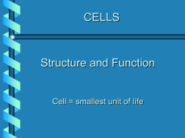 cytoplasm