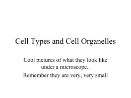 Cell Types and Cell Organelles
