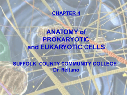 Functional Anatomy of Prokaryotic & Eukaryotic Cells