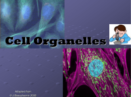 Cell Organelles BioH