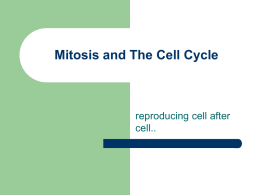Mitosis and The Cell Cycle