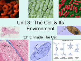 Cells - Mrs. GM Biology 200