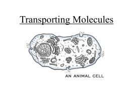 Transporting Molecules - Local.brookings.k12.sd.us