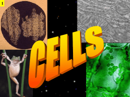 Cells ppt