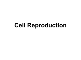 JBCell_Reproduction_chromosomes[1]