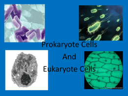 prokaryote and eukaryote