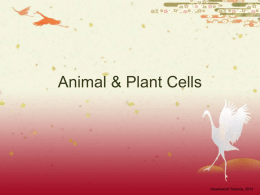 Animal Cells