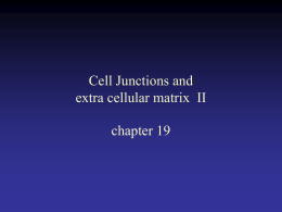 Cell Junctions II - NAU jan.ucc.nau.edu web server