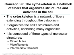 Concept 6.6: The cytoskeleton is a network of fibers that organizes