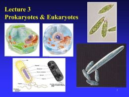 The Prokaryotic Cell Wall