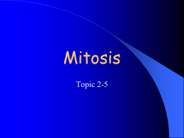 2. Mitosis - lewishardaway
