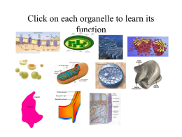 Click on each organelle to learn its function