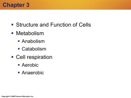 Nerve activates contraction