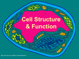 Cell Structurewoyce2010