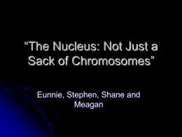 “The Nucleus: Not Just a Sack of Chromosomes”