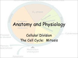 Cell Division PPT - Effingham County Schools