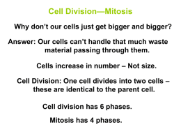 Mitosis – Cell Division