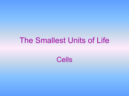 The Smallest Units of Life
