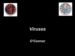 Virus/Bacteria Notes