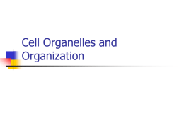Cell Organelles and Organization