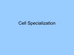 A12-Cell Specialization