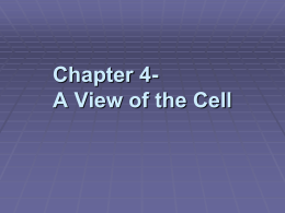 H. Bio Cells