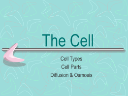 The Cell ppt