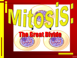 Mitosis - Lyndhurst School District
