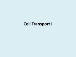 Cell Transport I