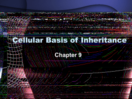 Cellular Basis of Inheritance