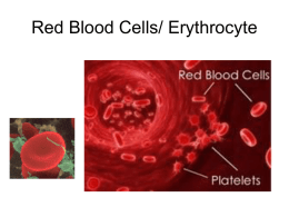 Red Blood Cells/ Erythrocyte