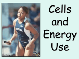 Cells and Energy Use - Sonoma Valley High School