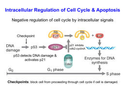 Extracellular Regulation of the Cell Cycle by Signal Transduction