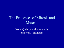 The Processes of Mitosis and Meiosis