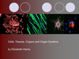 Cells, Tissues, Organs and Organ Systems